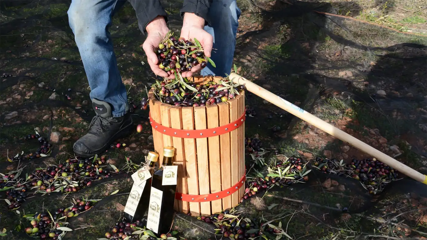 Spaanse natuurlijke olijfolie