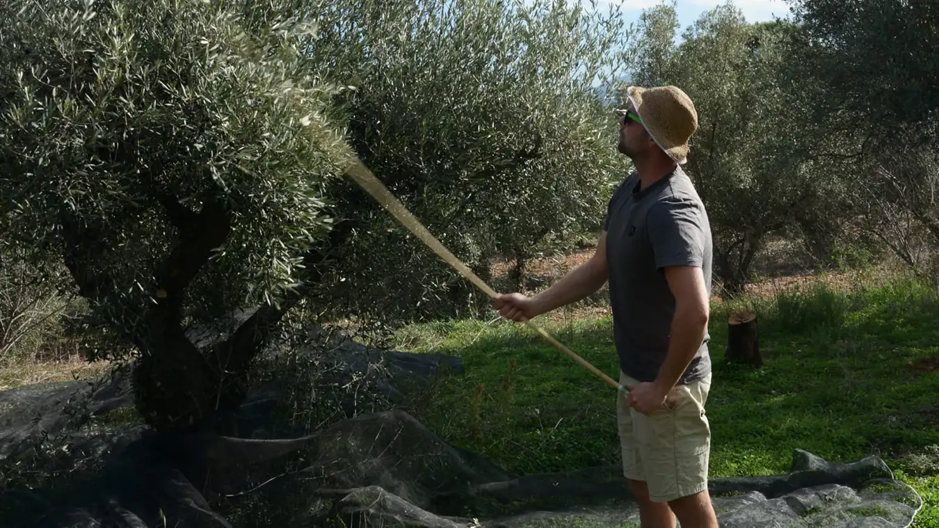 Spaanse olijfolie kopen