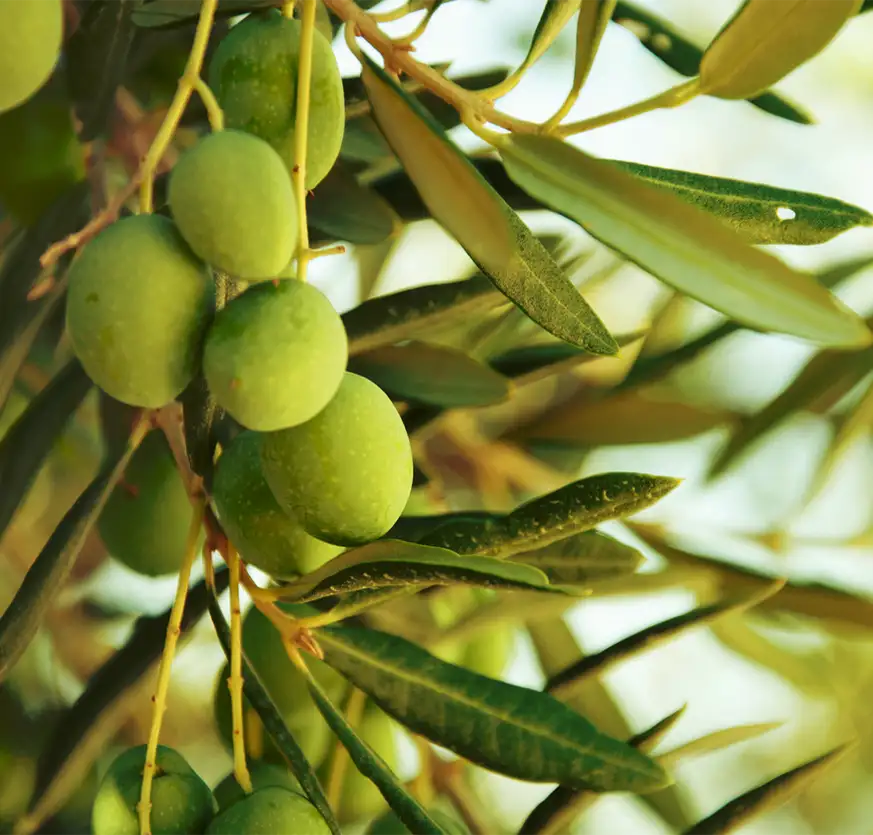 Zonnebloem gezonder dan olijfolie Zonnebloem olie gezonder dan olijfolie? Blog